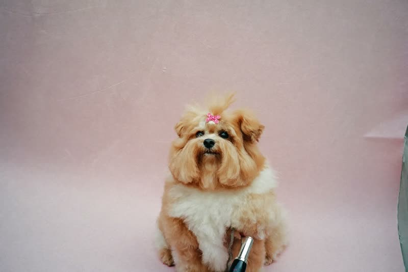 A small dog sitting neatly after a finished groom