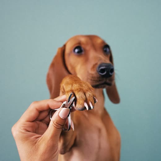 A dog's paw held for a nail trim